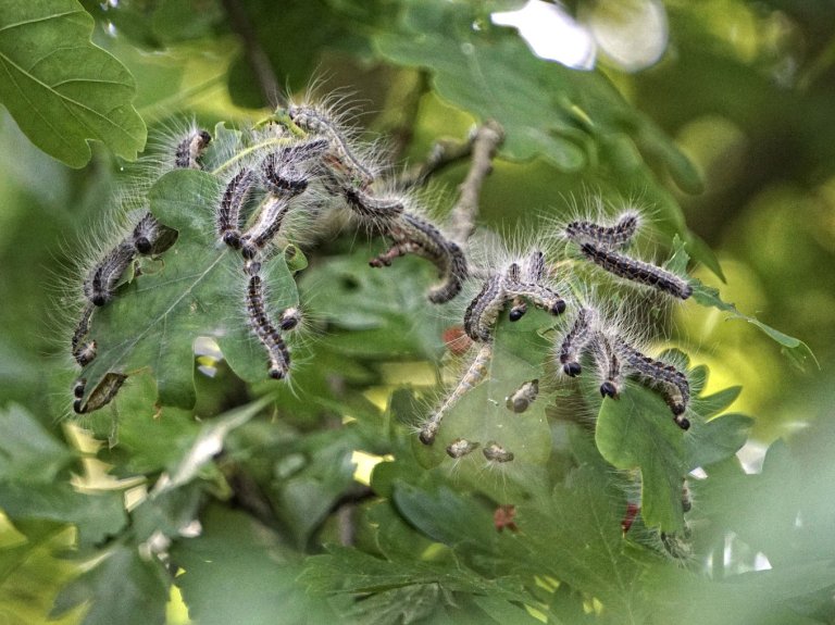 Grossansicht in neuem Fenster: Achtung: Eichenprozessionsspinner