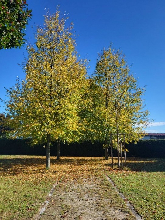 Baumgräber1 Baumgräber1